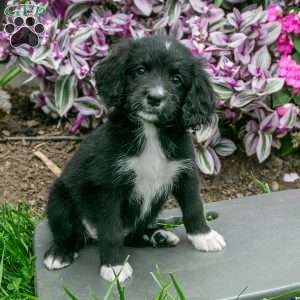 Hazel, Bernedoodle Puppy